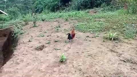 gà mồi f1 vào rừng quá OK rồi mn nhá - qaib qus txuam ib cuab tau heev lawm 13/11/21