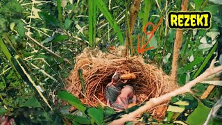 UNEXPECTED FORTUNE.❗THIS MOTHER BIRD WAS SURPRISED WHEN IT RETURNED TO THE NEST WITHOUT FOOD