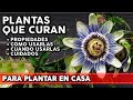 9 plantas medicinales para tu huerta o jardn  propiedades y cmo utilizarlas