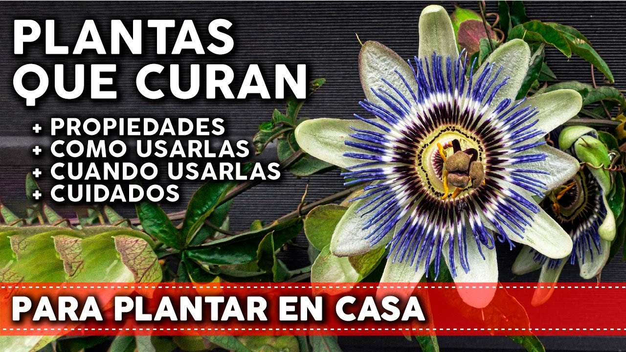 ⁣9 Plantas medicinales para tu huerta o jardín - Propiedades y Cómo utilizarlas