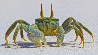 Facts: The Crab by Deep Marine Scenes 6,120 views 2 months ago 7 minutes, 11 seconds