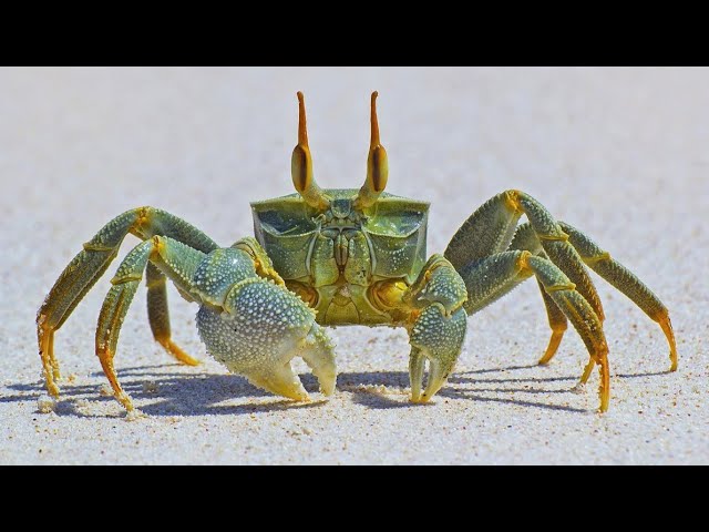 Facts: The Crab class=