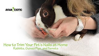 How to Trim Your Pet's Nails at Home - Rabbits, Guinea Pigs, and Ferrets