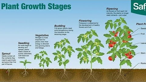 ICSE EVS | CHAPTER 13 - MORE ABOUT PLANTS | READING |