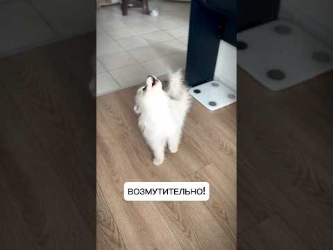 Недовольству нет предела!❤️🔥 #помски #хаски #минихаски #щенок #шпиц #pomsky #smalldog #dogshorts
