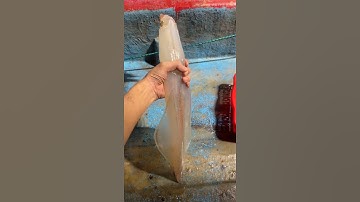 Câu Mực Ống Khổ Lồ #Shorts #NongNghiepSach #Nongnghiepxanh #Nongnghiep #CâuMực