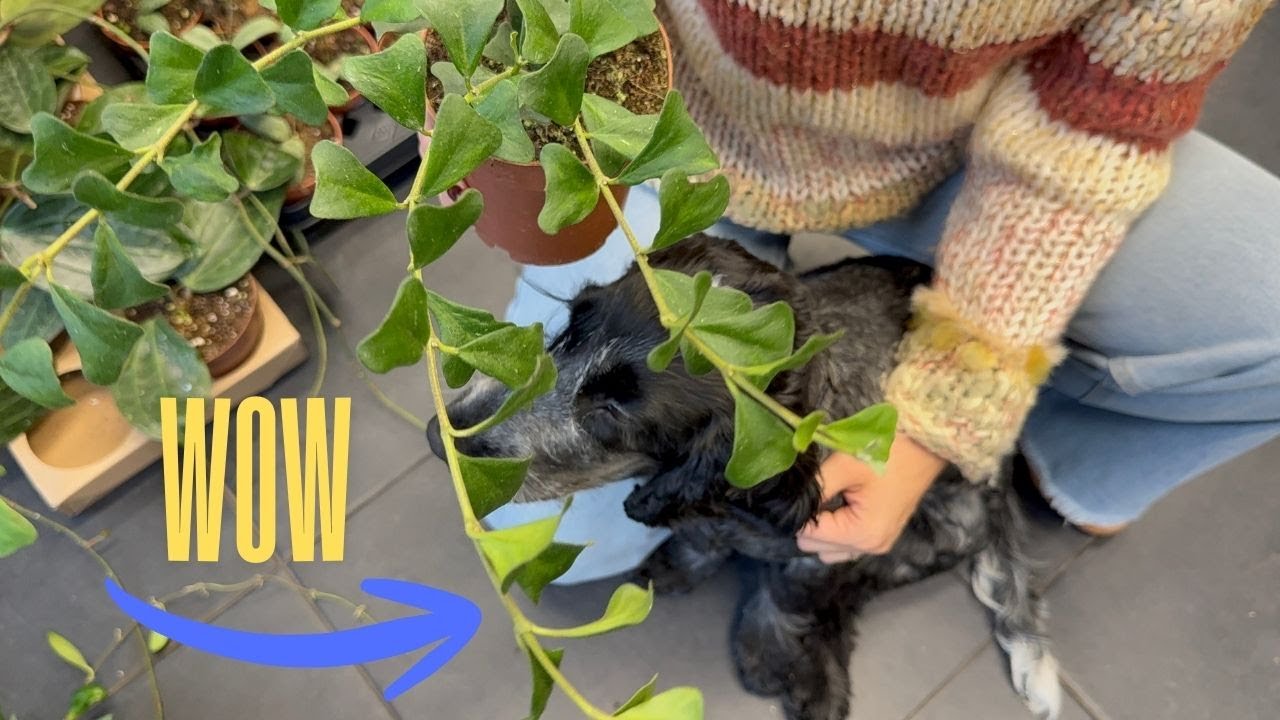 HOJE KOLEKCJONERSKIE - nowe perełki w sklepie MOJE BADYLE ✨dostawa ✨ Hoya Manipurensis -  PANCZO 🐕