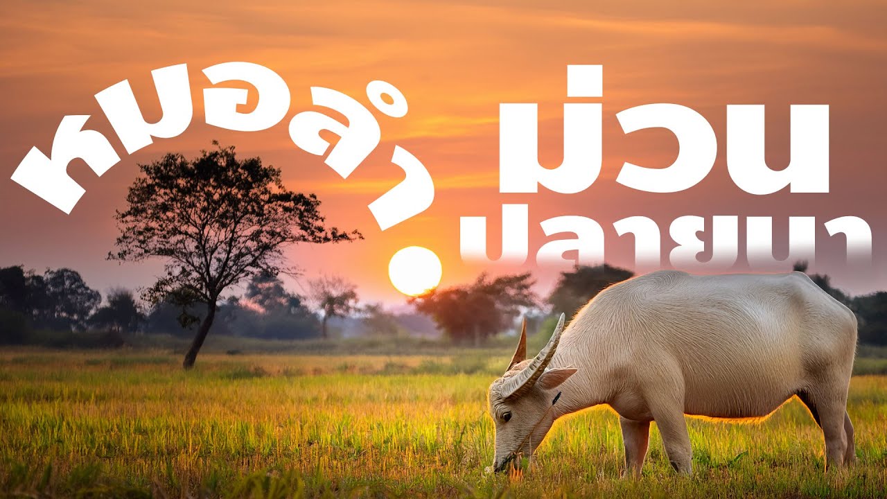 หมอลำม่วนปลายนา