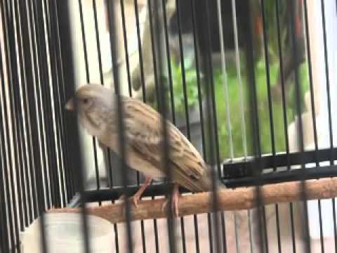 video burung blacken garuda aken ramadhan tangerang YouTube video burung blacken garuda aken ramadhan tangerang YouTube