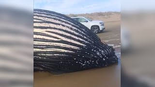 RAW VIDEO: Dead whale washes ashore at NC coast