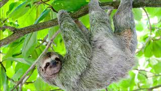 sloth type beat