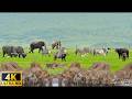 The World's Most Beautiful Animals in 4K: Nature's Masterpieces with Soothing Relaxing Music