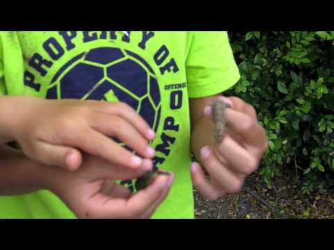 How To Catch A Gecko~