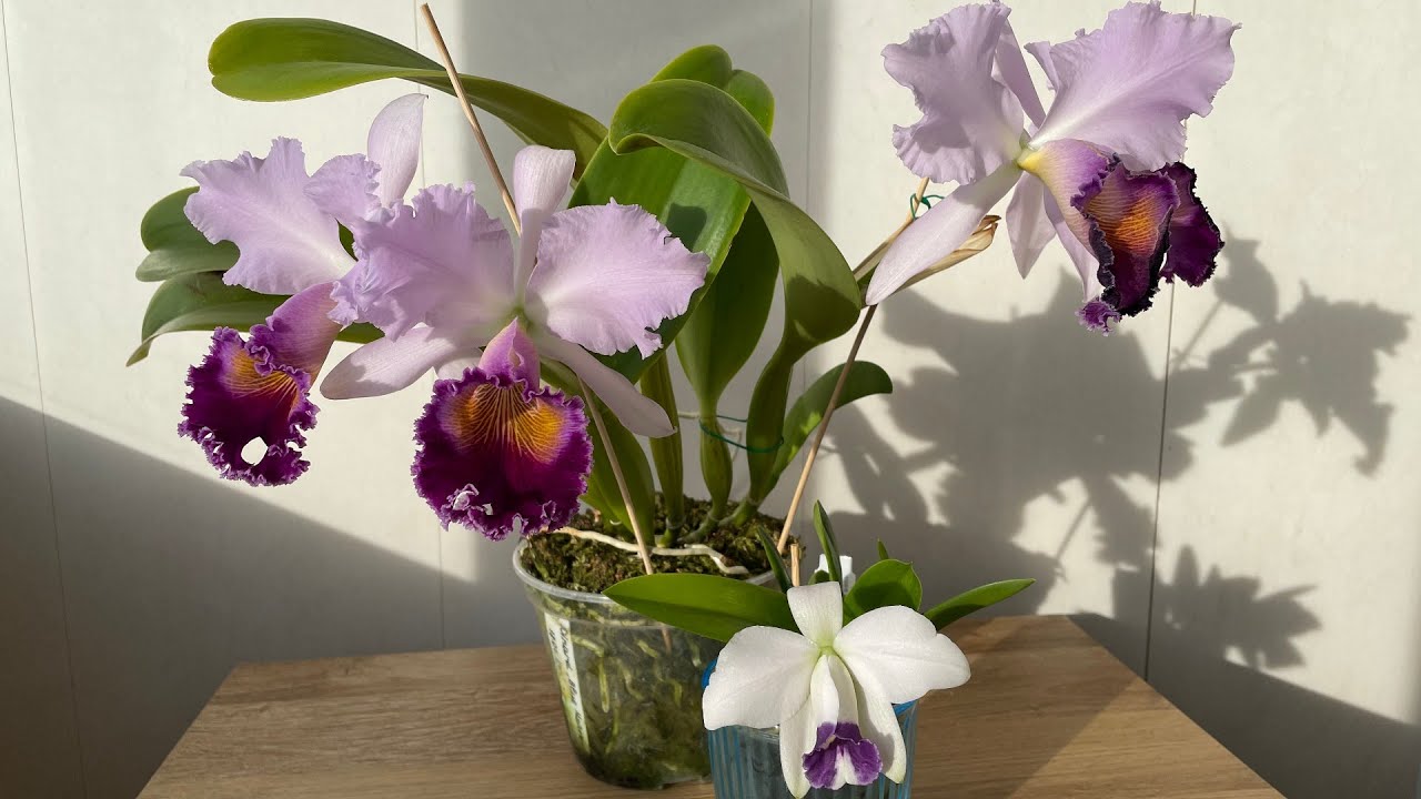 Lc. Dinard 'Blue Heaven' & Laelia pumila coerulea 'Paraopeba' - голубые орхидеи моей коллекции!