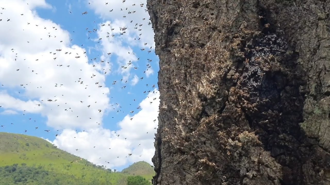 Fui a procura da abelha sem ferrão mais cobiçada do Brasil 