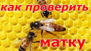 Как проверить наличие матки в улье.