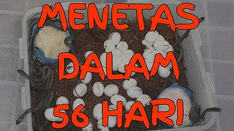 TELUR ULAR MENETAS