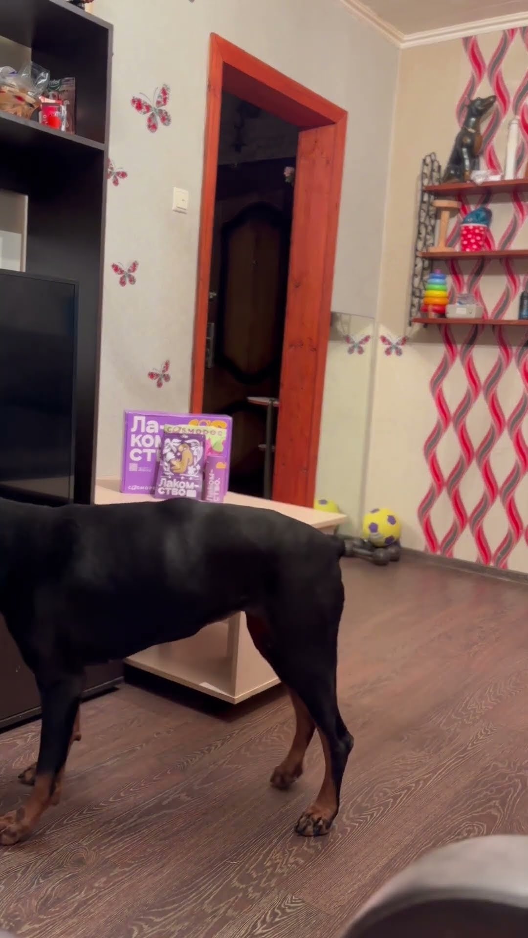 Clever Dog Deceives Test of Patience || ViralHog