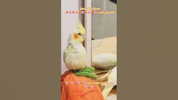 تلاوه خاشعه من الذكر  الحكيم #المنشاوي #birds #parrotparrot #foryou #parrot #اكسبلور #cutebird