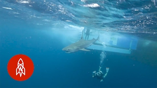 The Shark Trackers: Catching Up with Great Whites screenshot 4