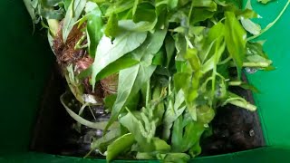 Shredding Vegetable Water Morning Glory, Baby Corn, Leek, French Corn... Amazing Satisfying