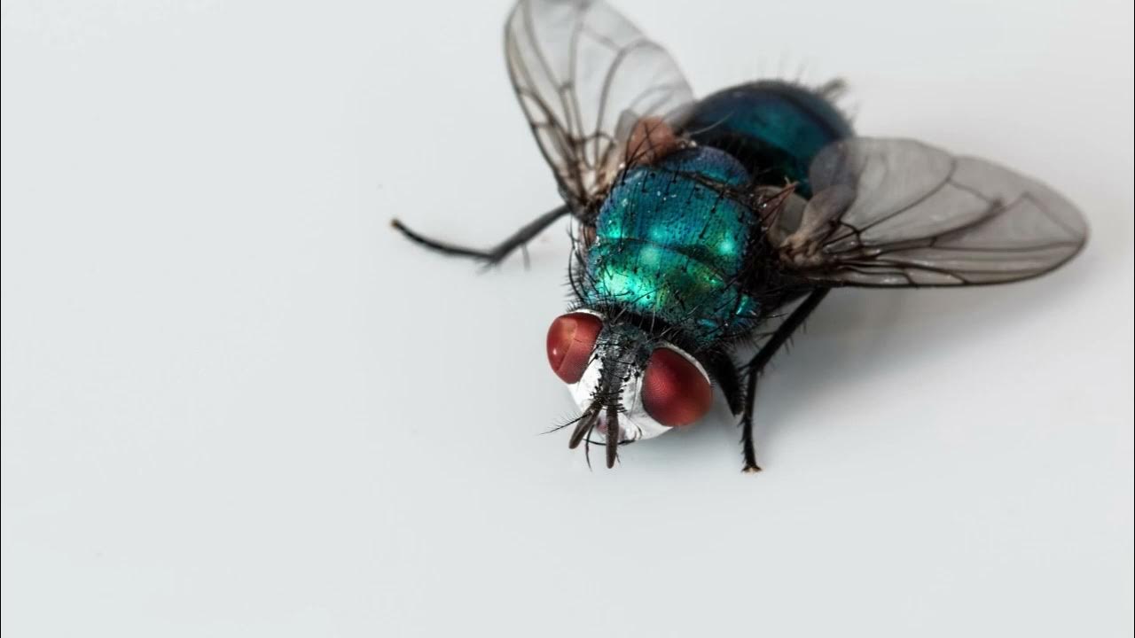 house-fly-sound-effects-fly-buzzing-sounds-youtube