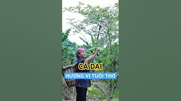 Cà dại - hương vị tuổi thơ đơn giản mà khó quên! Bạn đã từng thử chưa? 😍 #khahanhtaybac #food