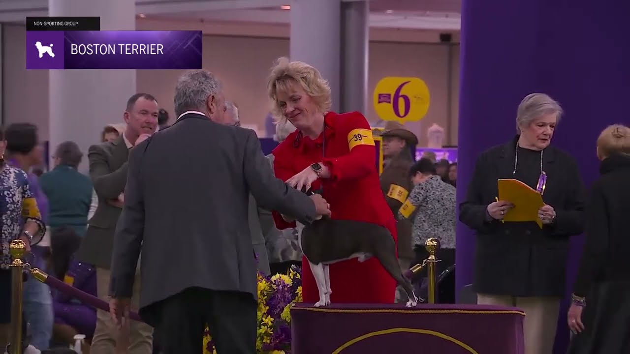 Boston Terriers | Breed Judging 2026