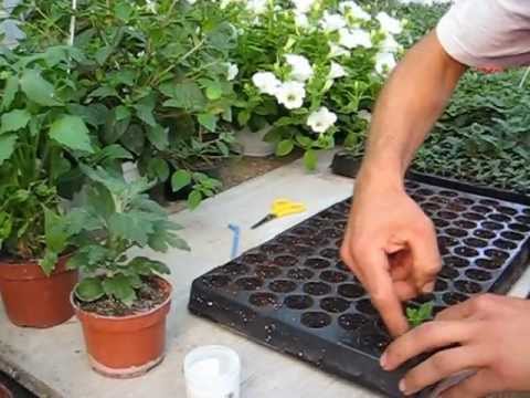 BUTĂȘIREA FLORILOR- Producător flori de grădină si de balcon- www.florighiveci.ro