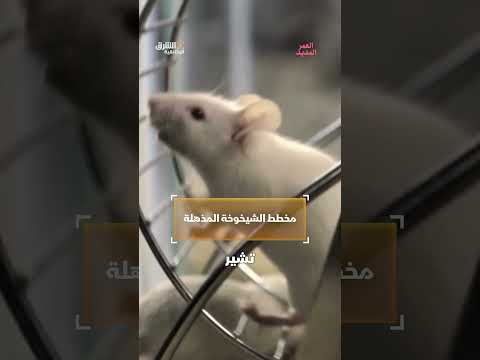 أبحاث حول إبطاء الشيخوخة: نظام غذائي ونمط حياة صحي