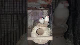 Fawn java pair