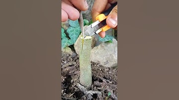 Best grafting techniques for persimmon plant grafting easy #satisfying #nature #grafting #shorts