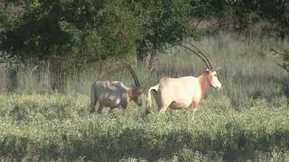 558 Acres Jack County Texas Game Ranch for Sale - SOLD