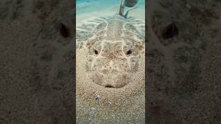 The Flat Shark That Mimics The Ocean Floor! 🦈🏖️