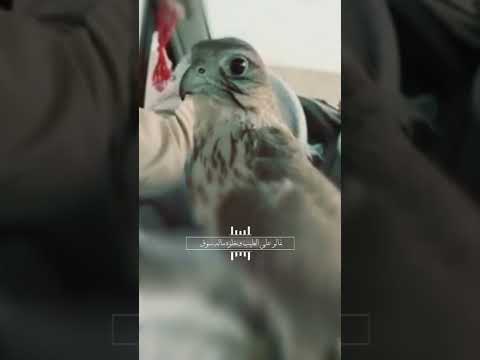 طير شهين مع قصيدة بدوي حالات واتس اب مقناص