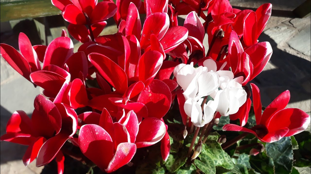 Siclamen Çiçeği bakımı