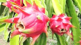 Beautiful PITAYA DRAGON FRUIT Trees Plantation - Kebun Tanaman BUAH NAGA [HD]