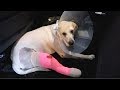 Labrador gets acl surgery