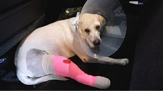 Labrador Gets Acl Surgery