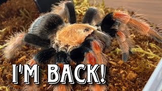 I’m Back! Feeding My Tarantulas: Watch Them Devour Their Prey😉