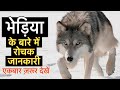     22    interesting facts about wolf in hindi  wolf