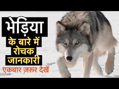 वीडियो: भेड़ियों: भेड़ियों के प्रकार, विवरण, चरित्र, निवास स्थान