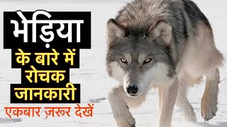 भेड़ियों के बारे में 22 रोचक तथ्य || Interesting facts about wolf in Hindi || Wolf