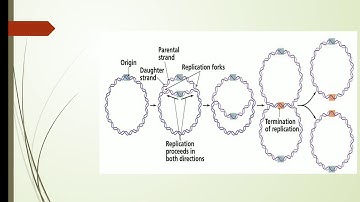 B.Sc./Microbiology/Sem-5/Paper-503/Unit-1/DNA Replication