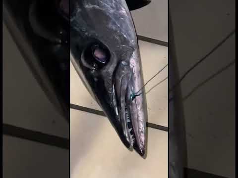 صيد كنايا على العايم صيد السمك اكسبلور   