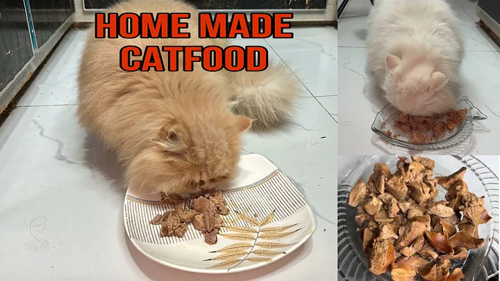 Video 7145721: persian cat, cat food home