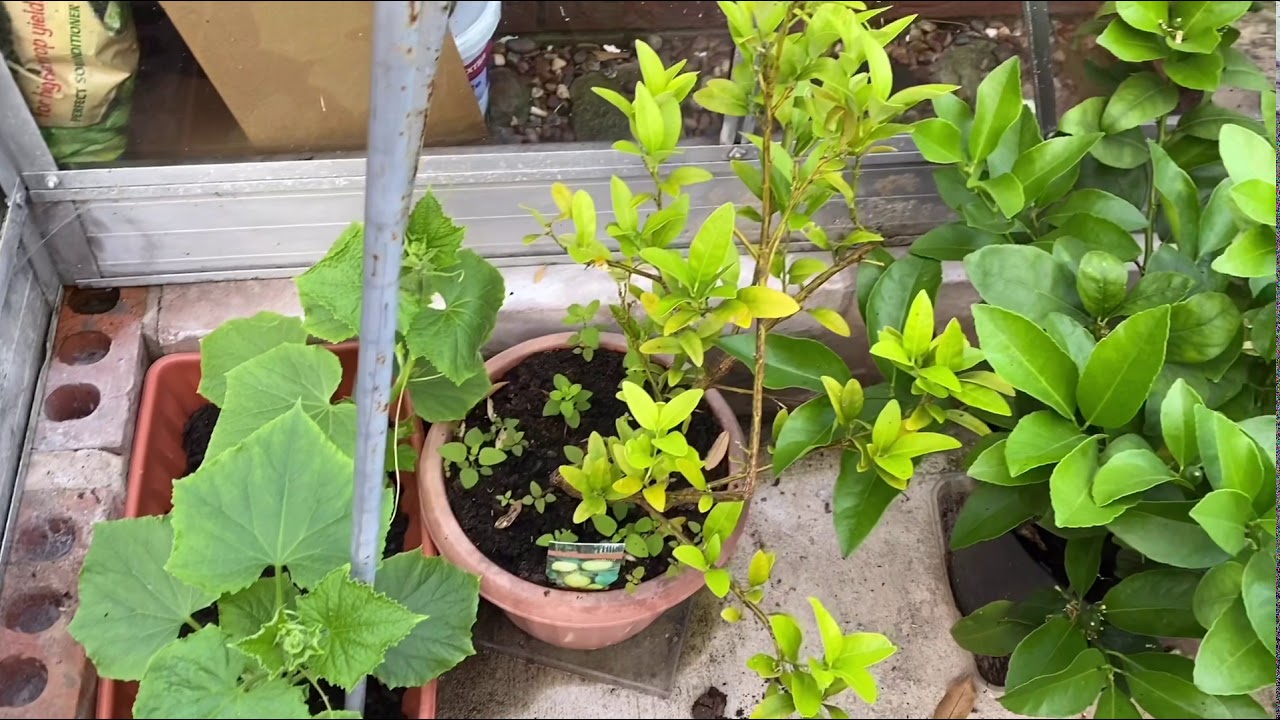 Greenhouse Update - YouTube