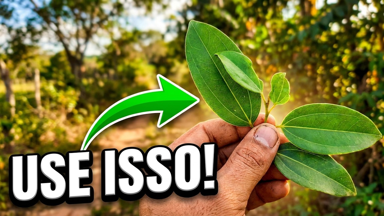 PE DE CANELA DO SERTÃO #plantação #plantar #medicina - YouTube
