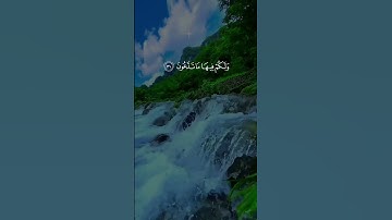 #المصحف #حالات_واتس #قران_كريم #تلاوة_خاشعة #تلاوة #قران_كريم #قرآن #راحة_نفسية #صلوا_على_النبي