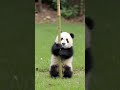 Pandas are the chilliest 🐼 #funny #viralcontent #animals